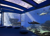 La zona del Gran Azul es un acuario enorme donde habitan varies especies de tiburones Palma Aquarium-tiburones